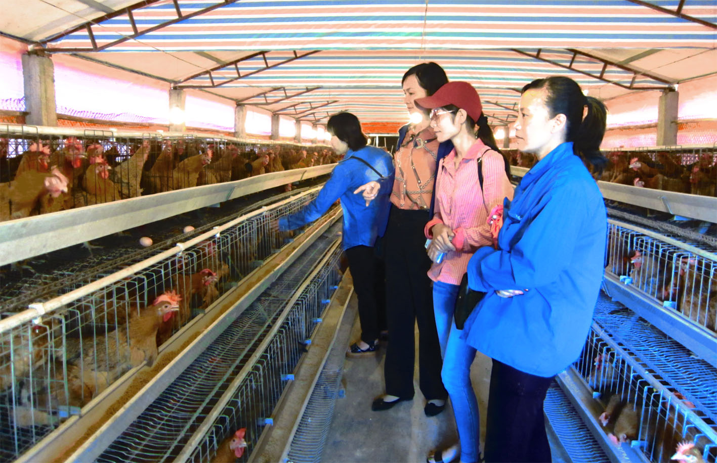 Hỗ trợ gà giống Tiên Yên cho nữ công nhân lao động có hoàn cảnh khó khăn